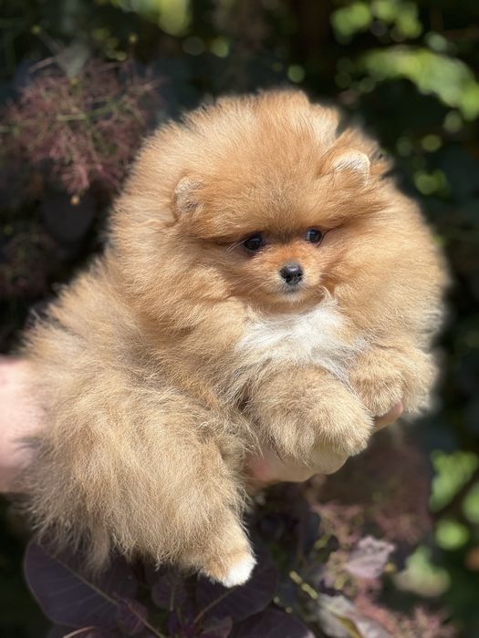 Pomeranian piesek