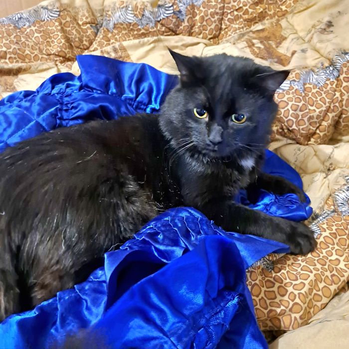 Шикарного черного кота отдам в хорошие руки!!!