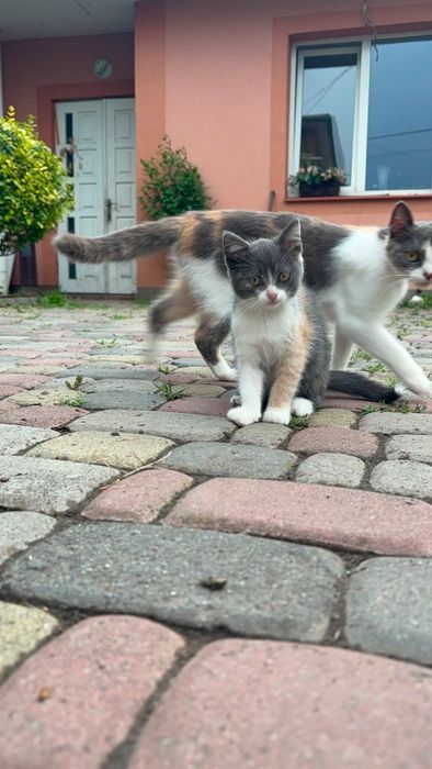 Маленькі кольорові дво місячні котики