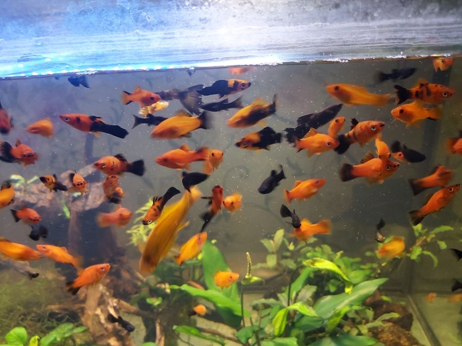 Młode rybki Molinezje Mieczyki.