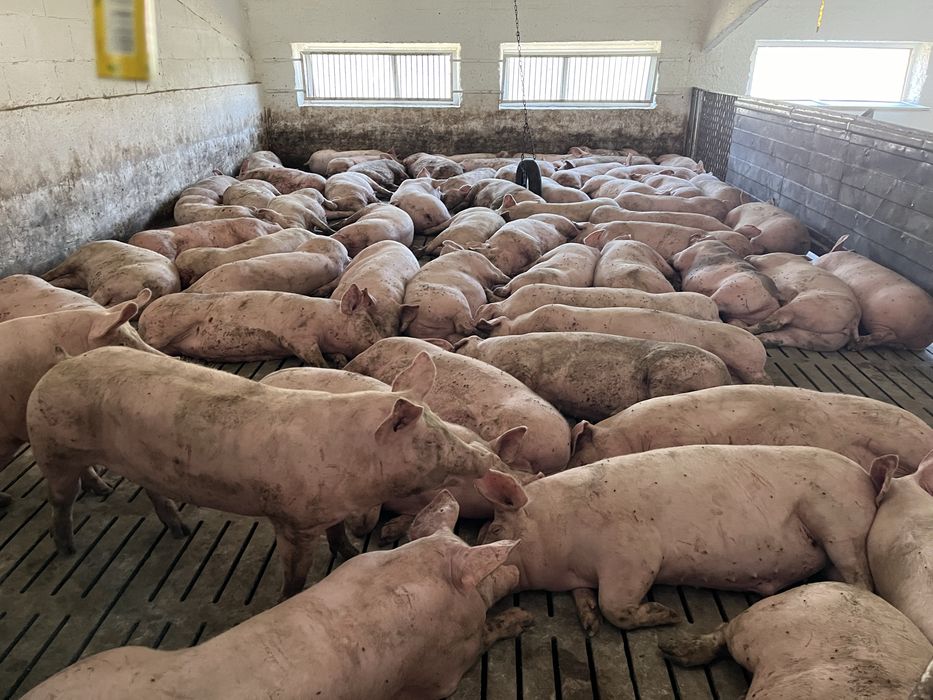 Свині 180-210 кг ціна договірна