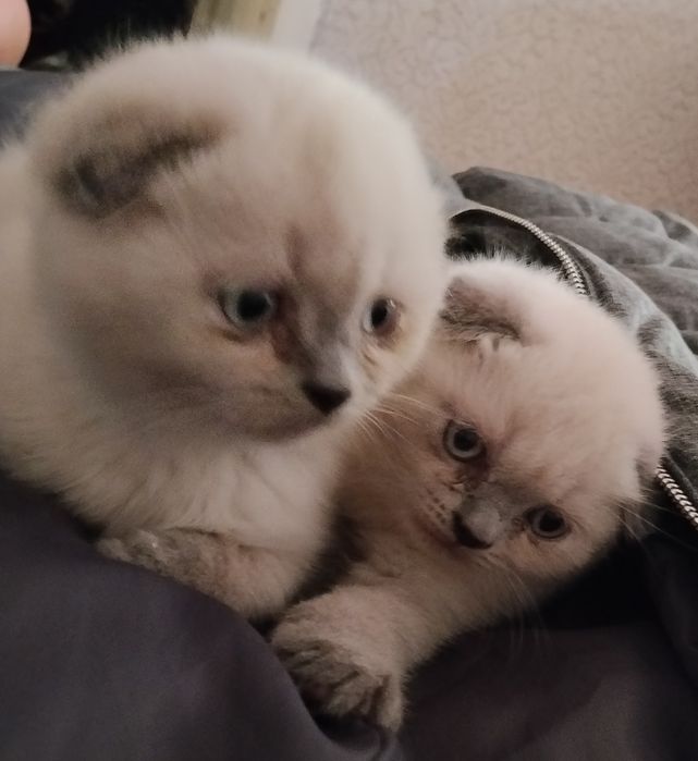 Шотландские котята