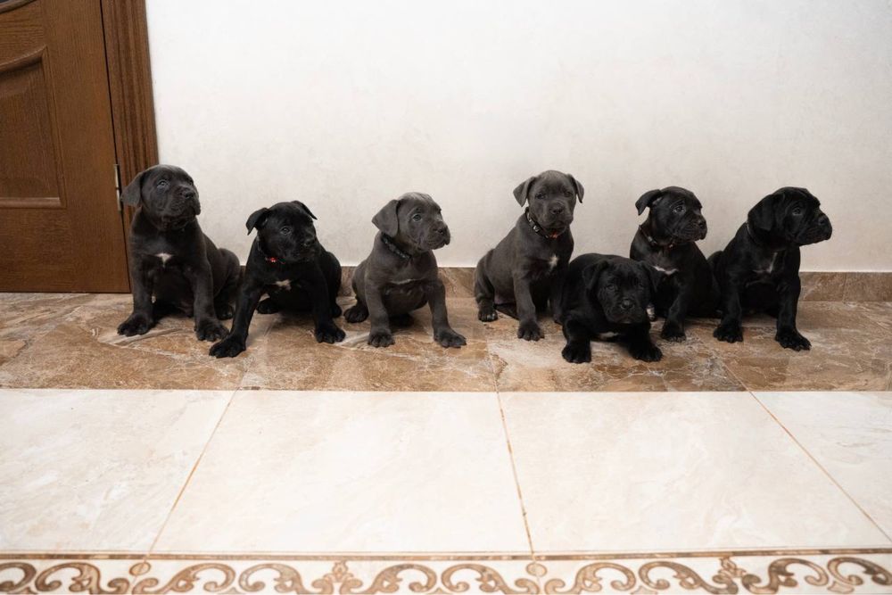 Cane Corso щенята