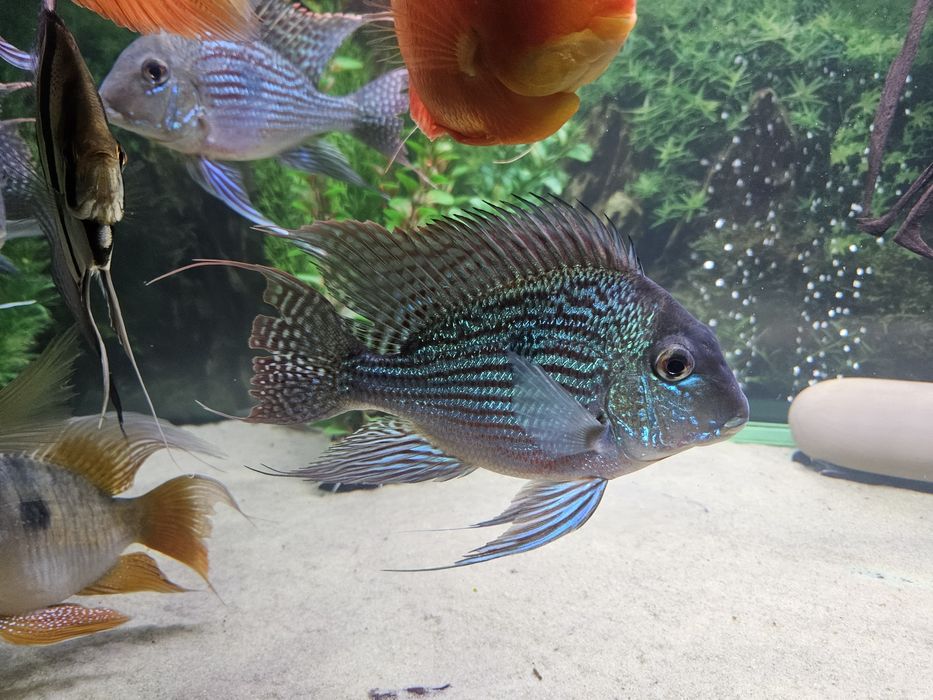 Zoemiojad Sveni Geophagus sveni⁸