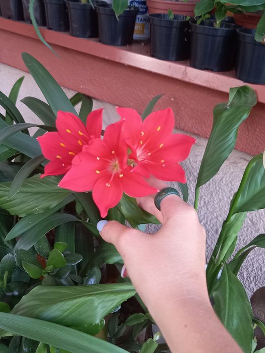 Домашня рослина. Має дуже гарні червоні квіти