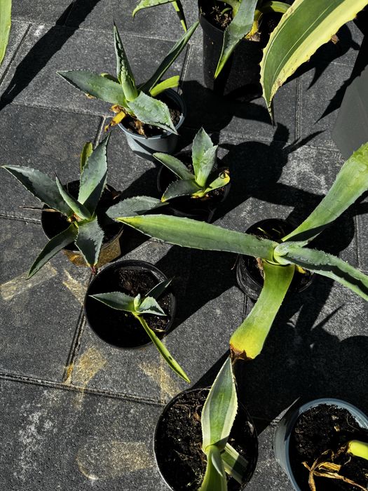 Вуличний вазон , агава блакитна