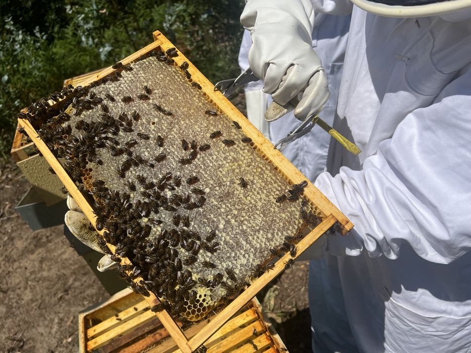 Mel multifloral do litoral centro