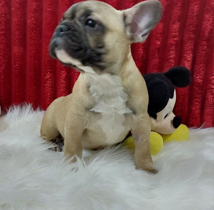 Bulldog francês menino