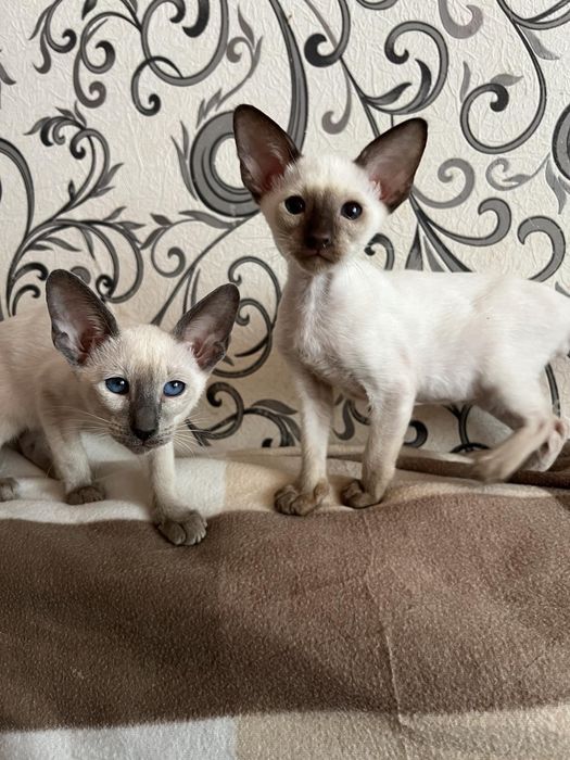 Орієнтальні кошенята.