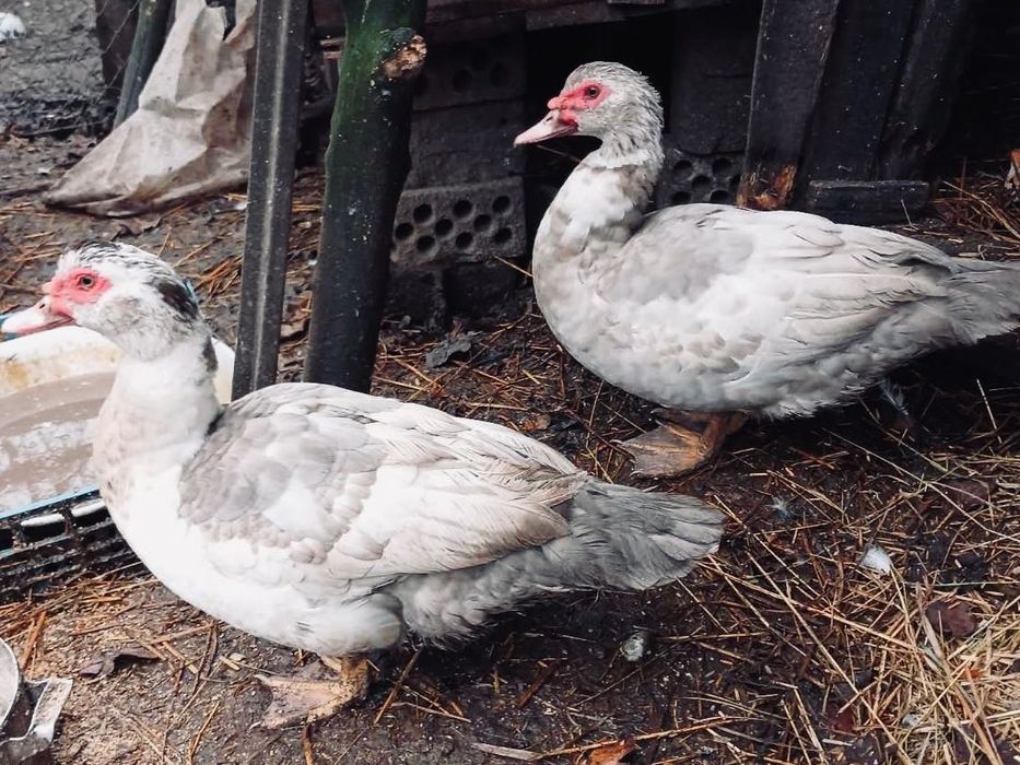 Качки КРУПНИХ порід