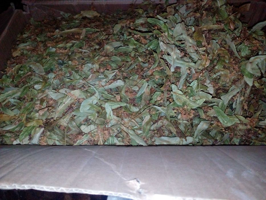 цвіт липи базашної, без  листочків