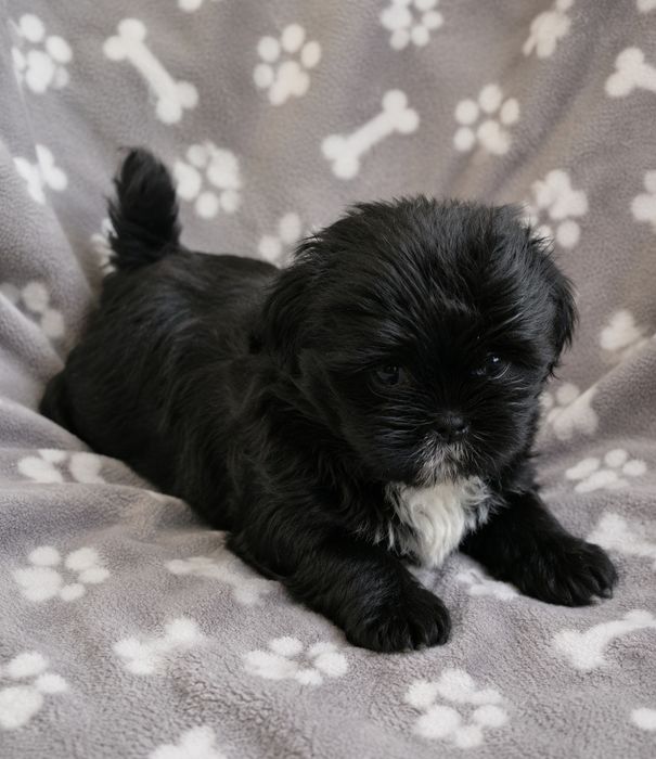 Shih Tzu  śliczny Piesek