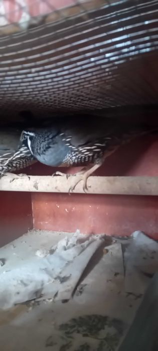 Przepiórki kalifornijskie