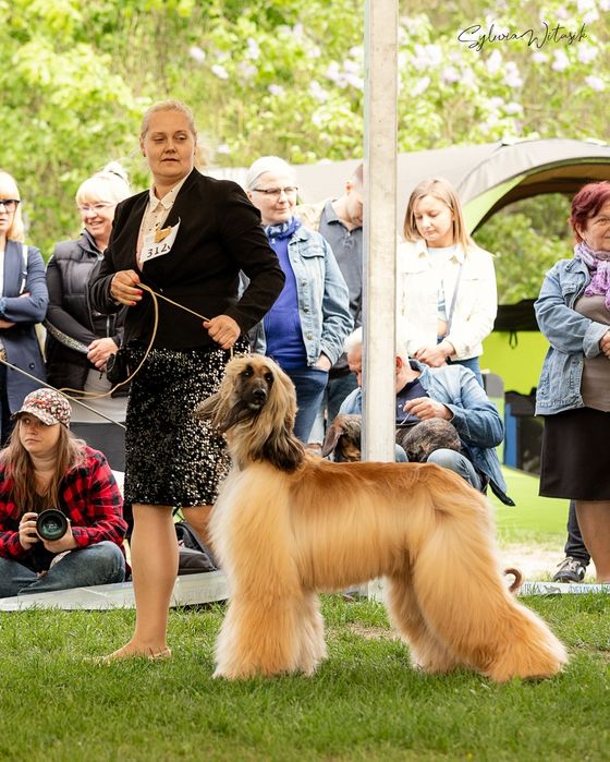 Chart afgański suczka