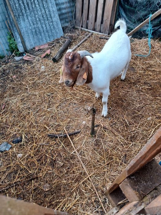 Vendo Cabrito Boer com 15 meses