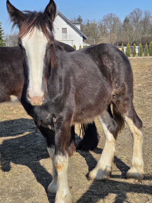 Shire Ogierek 10 miesięcy