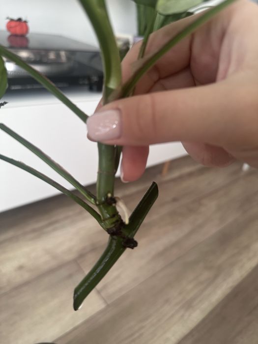 Monstera Minima Variegata 6 lisci