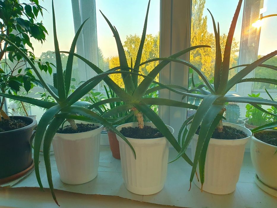 Алое вера (лікувальна рослина) з горщиком