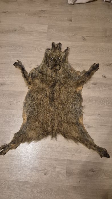 Skóra z dzika naturalna