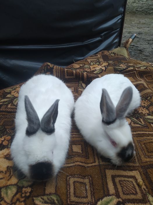 Кролі Каліфорнія