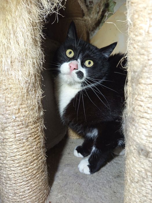 Tajson po śmierci swojej Opiekunki potrzebuje nowego domku