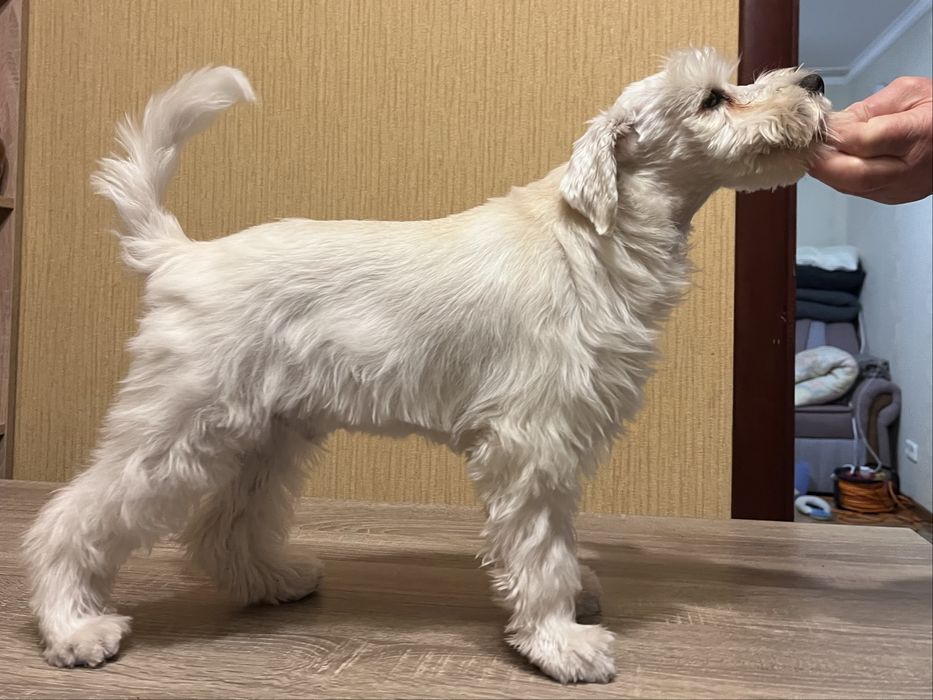 Цуценята білого цвергшнауцера