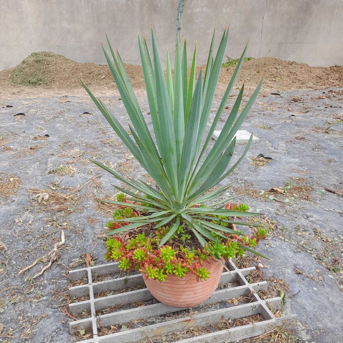 Yucca filamentosa