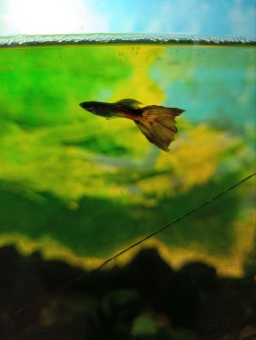 Акваріум 80 літрів