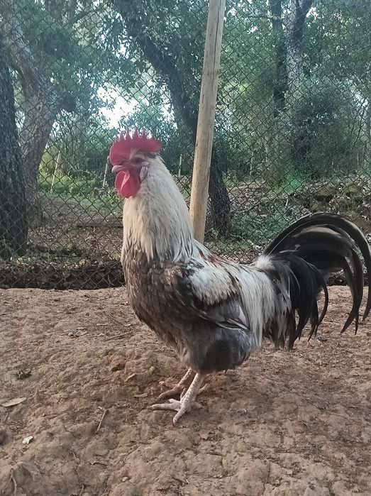 Galo de raça Sulmtaler