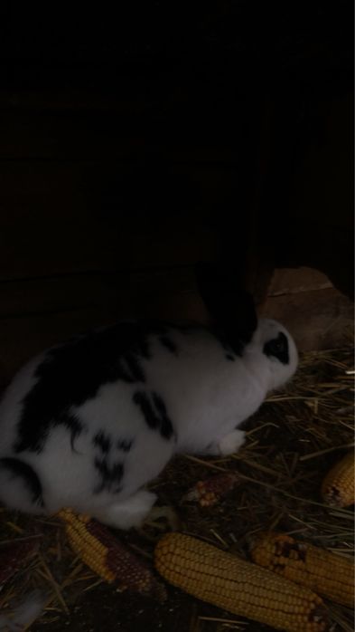 Кролі робочі,кролички паровані і кролички з кроленятами