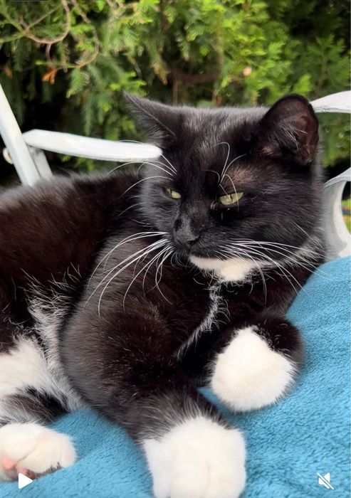 Zaginęła kotka! Nagroda!