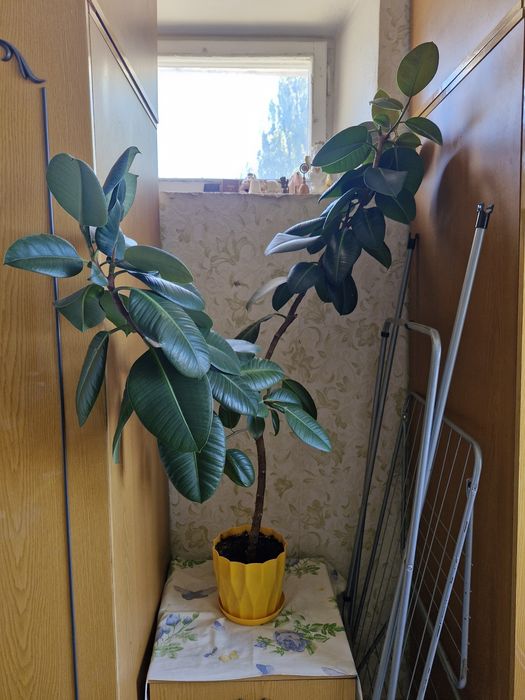 Вазон Фікус.  Домашня рослина.