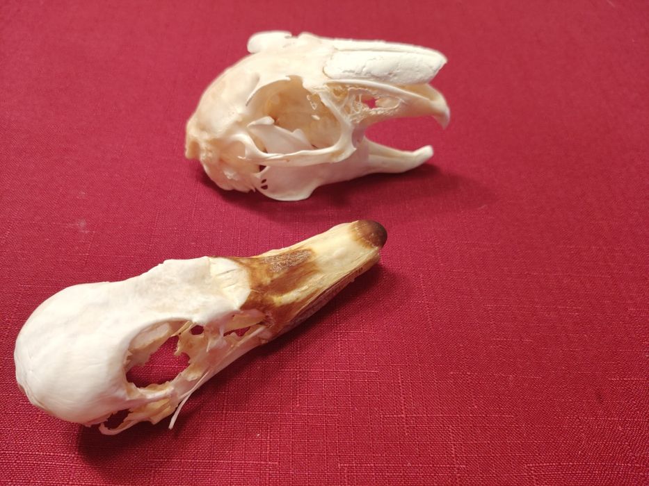Taxidermy Zestaw Rogacz Zając Gęś
