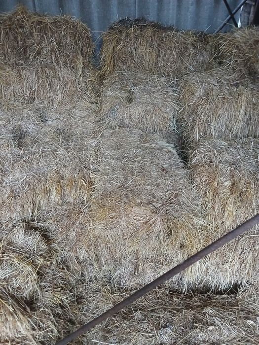 Продам тюки сіна.
