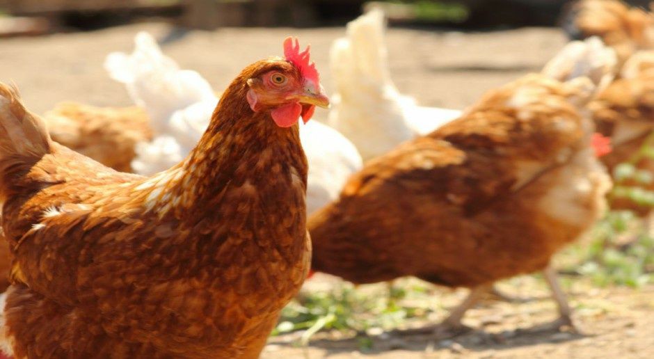 Kaczki gęsi perliczki kury Kokoszki kolorowe certyfikowana ferma