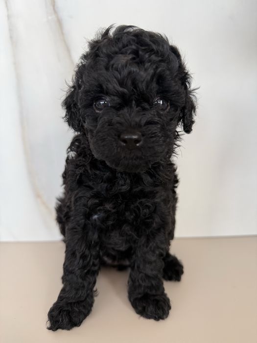 Pudel toy sunia dziewczynka