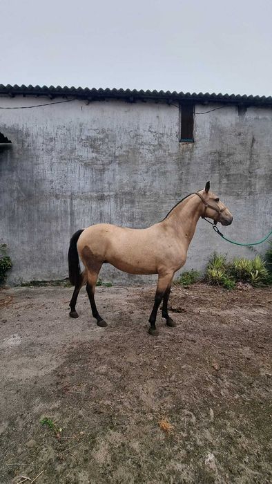 Eguas de Qualidade Lusitanas