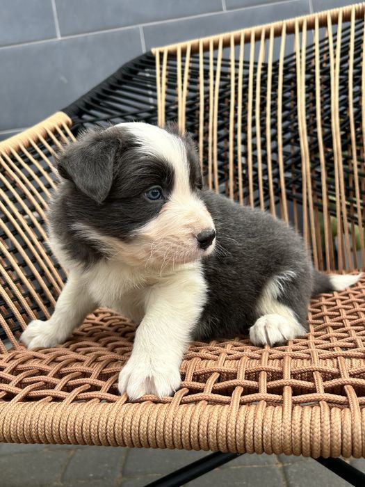 Piesek Border Collie - Niebieski, rodzice z badaniami genetycznymi