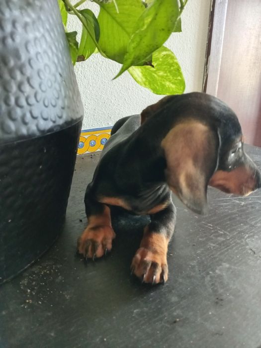 Excelente machoteckel miniatura