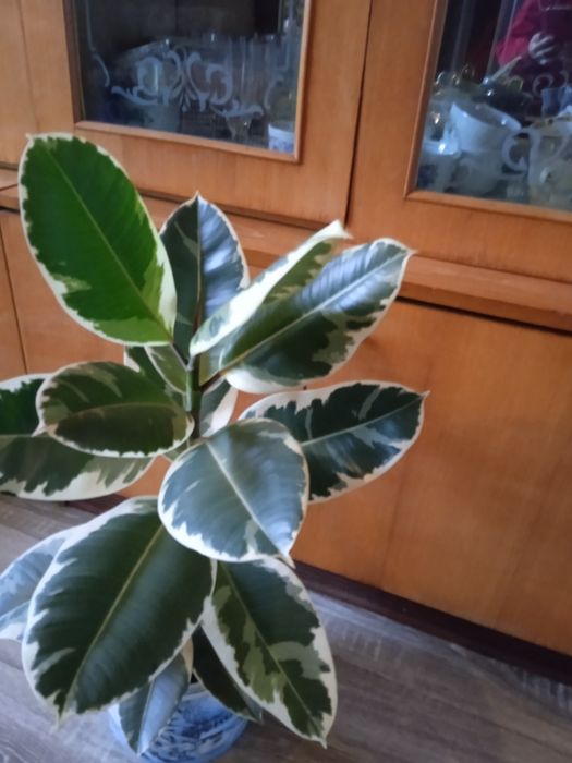 Продам фікус великий