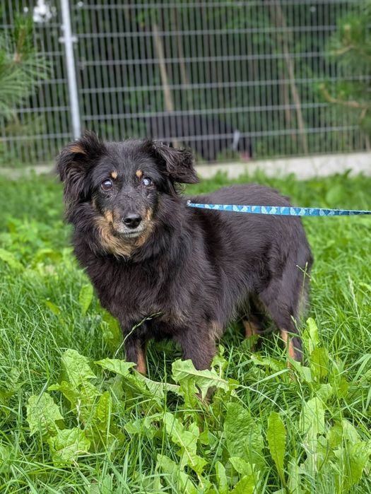 Twix puchaty seniorek, którego los nie oszczędzał do adopcji!