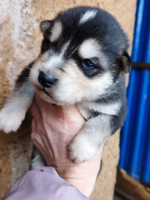 Сибірський чудовий веселий