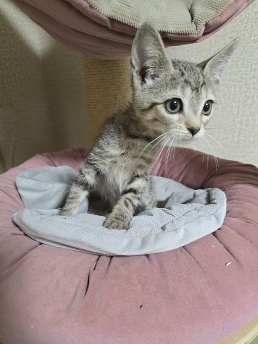 Кошенята Алтайська порода