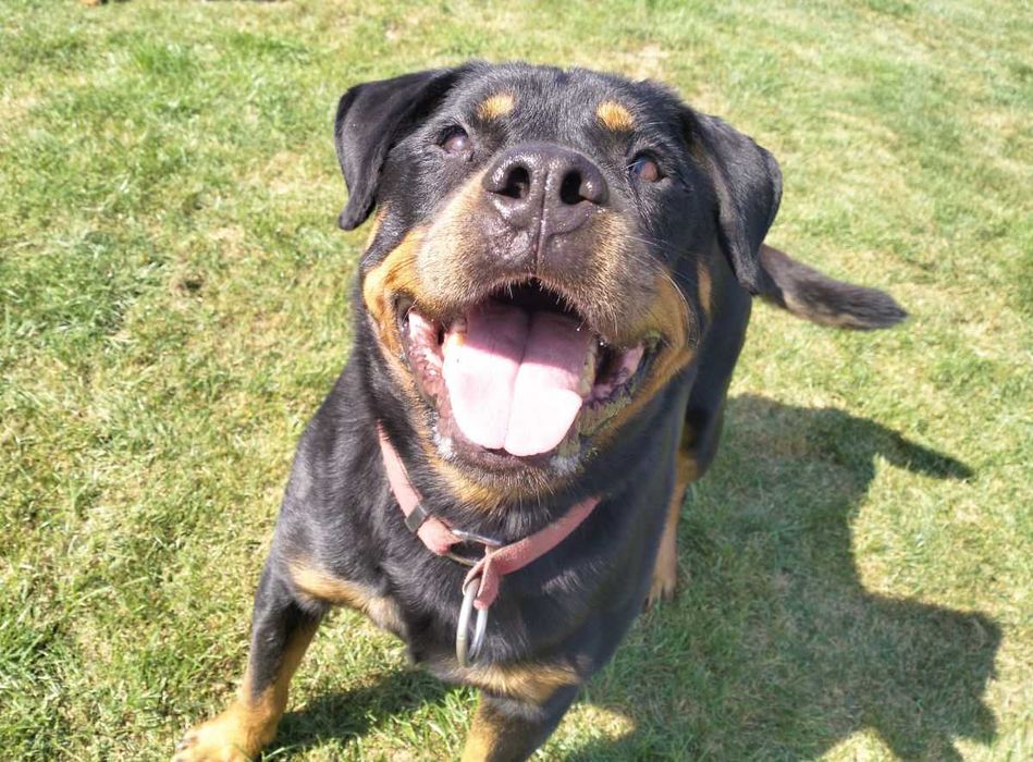 Rottweiler Ayva - wspaniała suka rottweilerka do adopcji