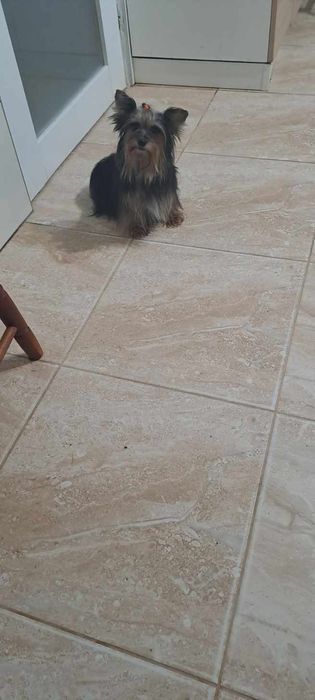 Yorkshire Terrier York Miniaturka Piękna Suczka