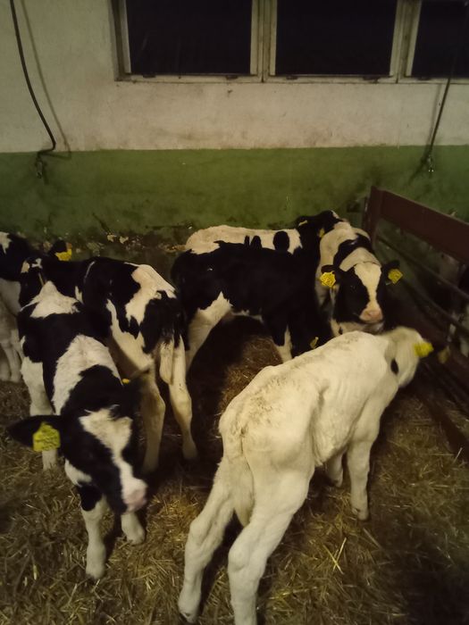 Byczki mieszance 10 szt