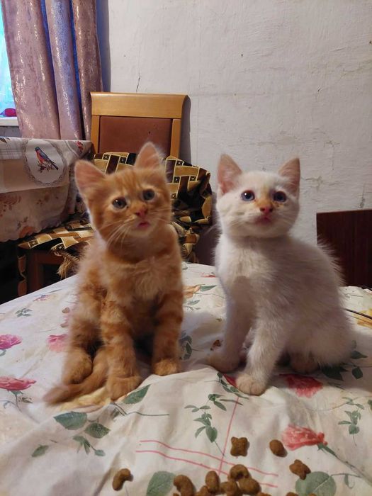 Кошенята в добрі руки