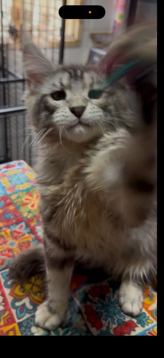 Menina maine coon muito meiguinha disponivel para entrega imediata.