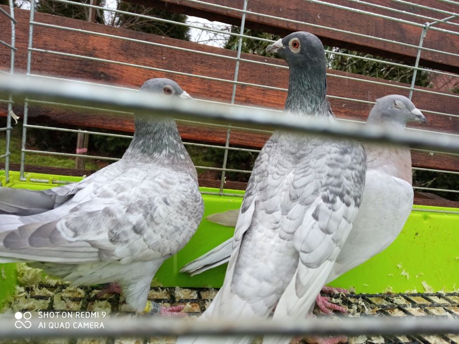 Gołębie pocztowe