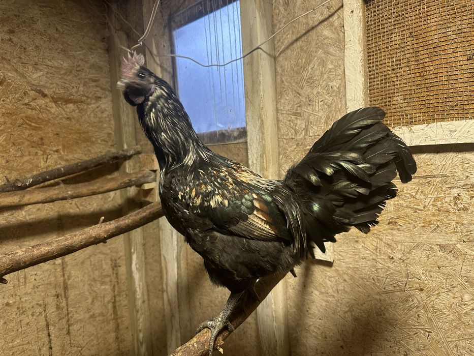 Kogut mix ayam i silka? Z mojego chowu (przydomowo)